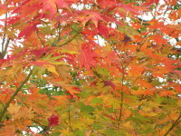 c0004211_18231216.jpg