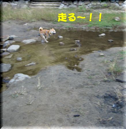 e0085147_11292.jpg