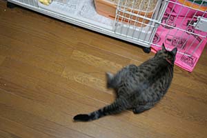 d0034352_03791.jpg