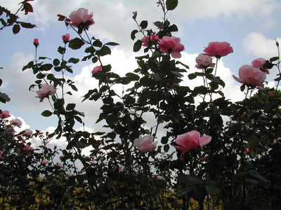 a0088456_20541174.jpg