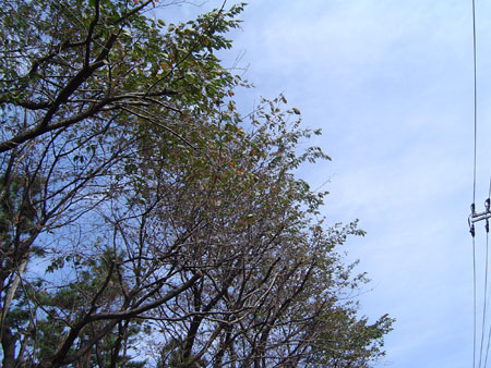 c0011204_23321679.jpg