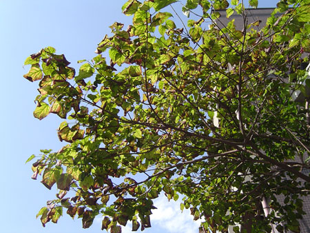 c0011204_23322512.jpg
