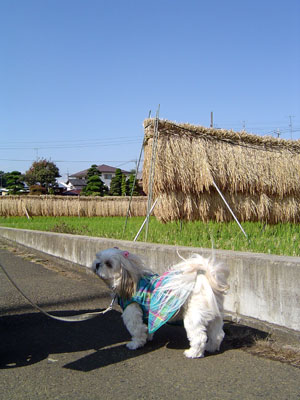 c0011204_23325094.jpg