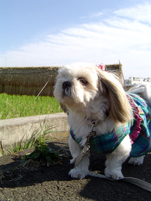 c0011204_2333773.jpg