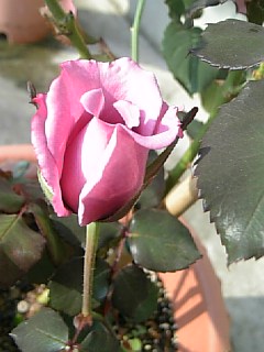 e0098908_2092332.jpg