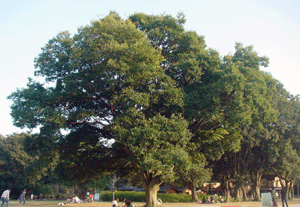 a0055913_017374.gif