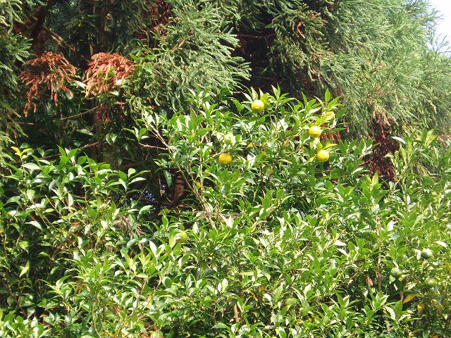 c0086014_22544816.jpg
