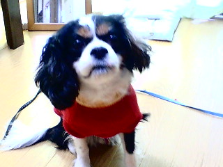 f0059616_1529599.jpg