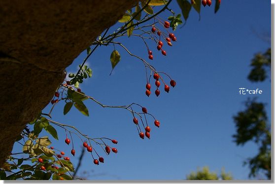 b0085917_16122230.jpg