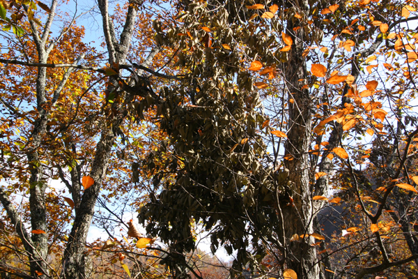 f0081726_1824286.jpg