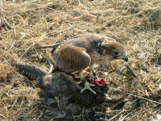 d0083692_17265344.jpg