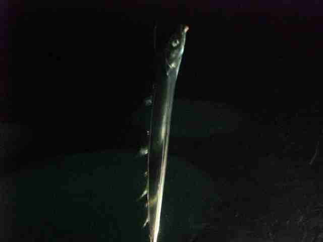 c0087001_833323.jpg