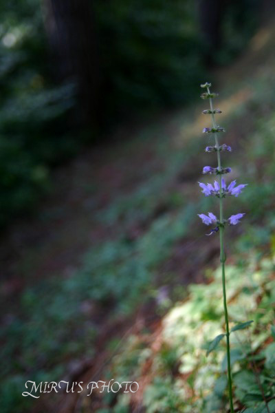 c0037519_22374862.jpg