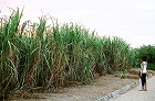 d0007037_1838191.jpg