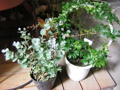 c0081552_2241065.jpg