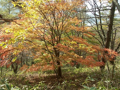 b0044663_14502892.jpg