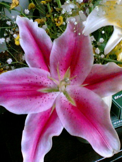 a0064865_082776.jpg