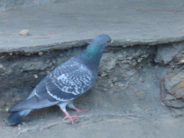a0028482_2015584.jpg
