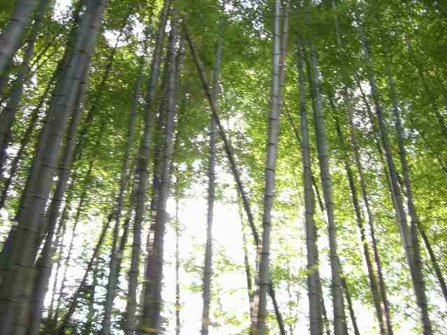 c0087001_23387.jpg