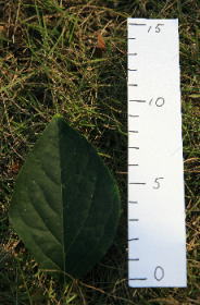e0102713_202195.jpg