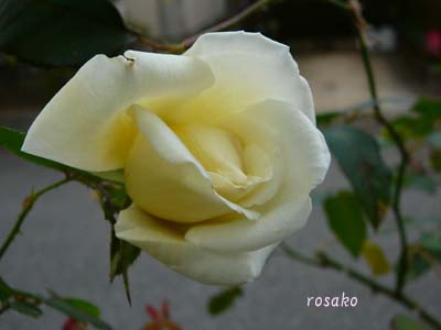 f0059818_1731432.jpg
