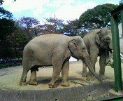 e0097319_2294299.jpg