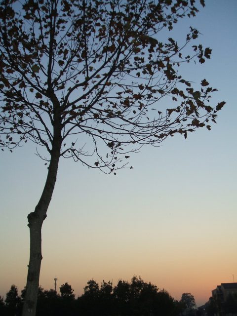 a0017161_1725380.jpg