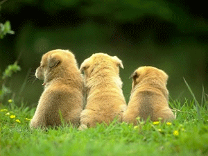 a0055913_034168.gif