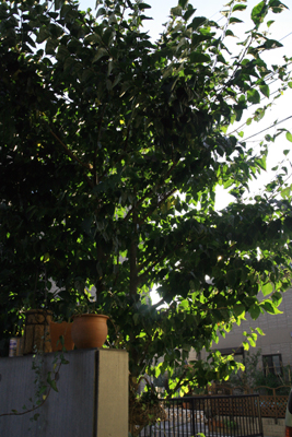 e0102713_618911.jpg