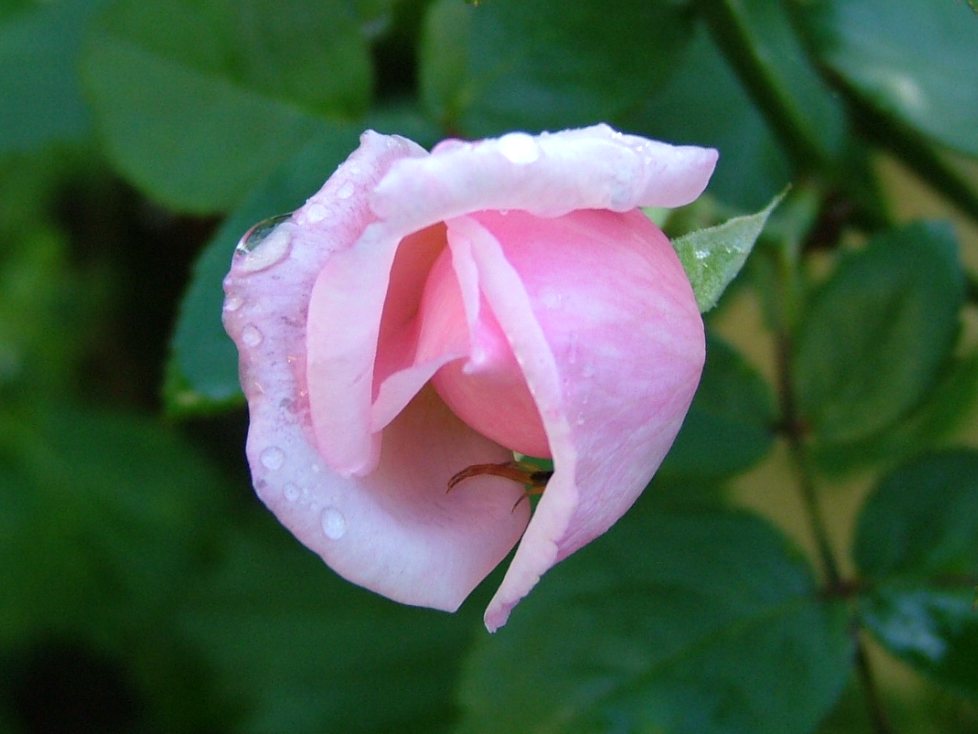 c0045227_6113111.jpg