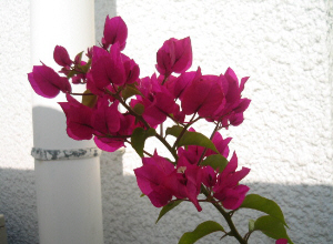ピンクがかった赤のブーゲンビリア。まるで今が盛り？のように咲き誇っています。