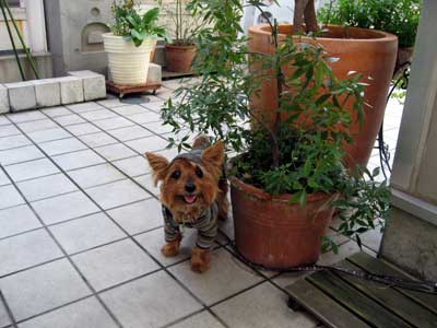 c0033145_2372478.jpg