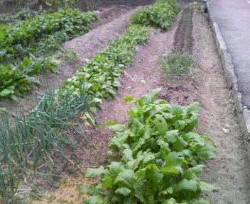 f0088647_191381.jpg