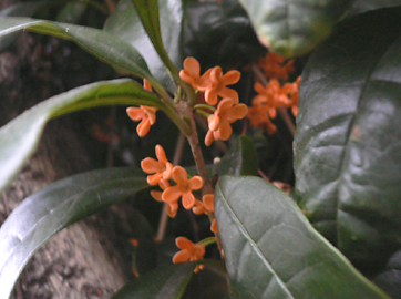 c0069048_6442496.jpg