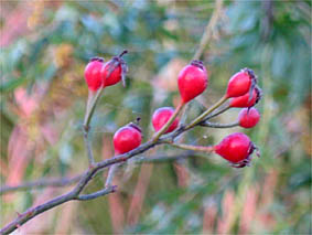 f0062055_7233438.jpg