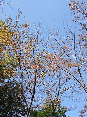 c0097558_5261711.jpg