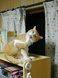 f0095271_16322546.jpg