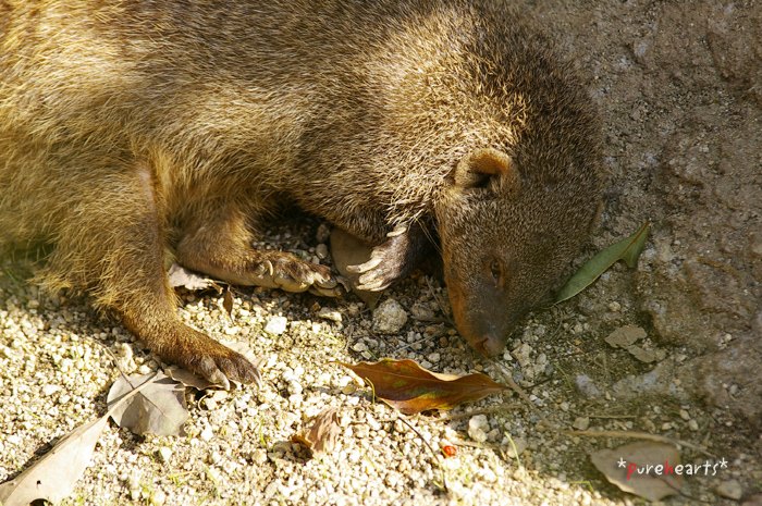c0052787_1524446.jpg