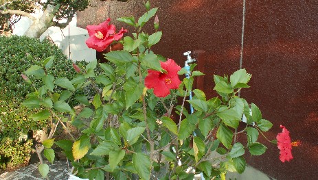 a0037298_8155320.jpg