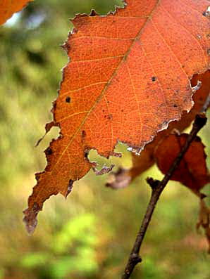 c0098228_629217.jpg