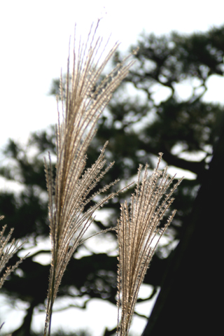 a0024250_11193292.jpg