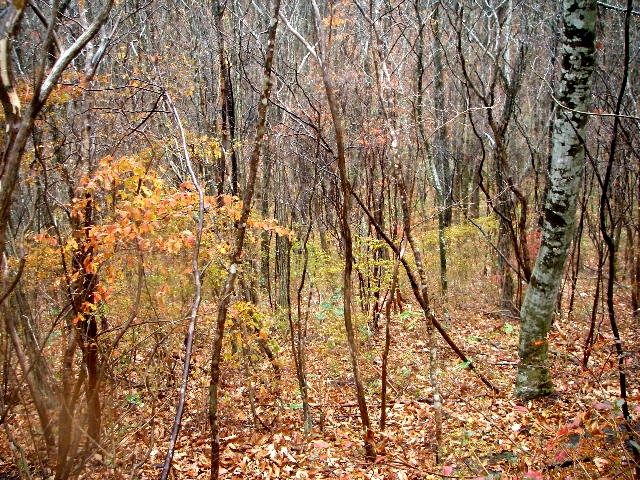 a0066081_2253585.jpg