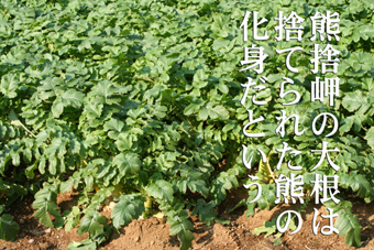e0072606_720535.jpg