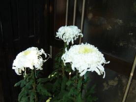 c0011009_1414248.jpg