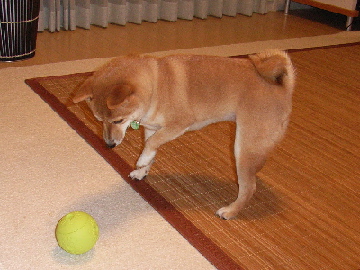 f0004309_031632.jpg