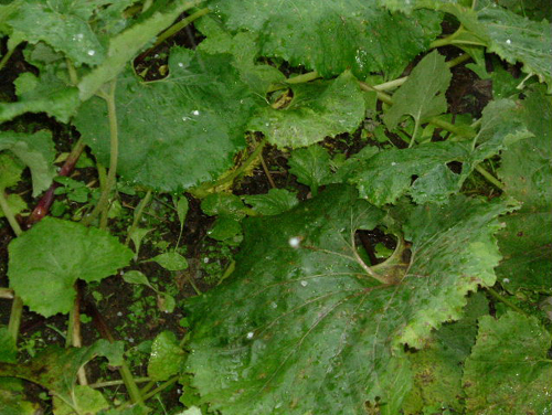 f0113109_1422239.jpg