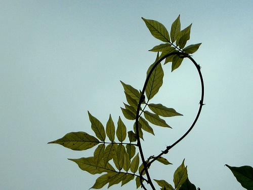 b0064411_833353.jpg