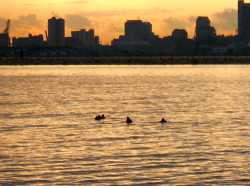 夕日が沈む前のくすんだオレンジの空に、ビルの輪郭がくっきりと浮かび上がって、手前の波間には鴨のような鳥の姿が、家族連れなのか4~5羽連なってゆったり波間に浮かんでいます。海面もオレンジ色に染まって、夕暮れ時の穏やかな風景です。