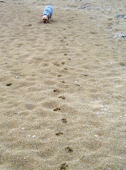 雨上がりの砂浜は小さな犬の足跡もくっきりと残して、向こうまで歩いていった犬が、自分の足跡を頼りに戻ってくるような感じに見えています。砂浜に点々と足跡がずーっと続いて、その向こう端から犬が引き返してくる様子。