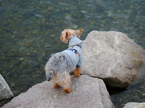 海辺に突き出している岩場。その先端で何かを待っているふうな、犬の背中。足先がちょっと濡れていてまるで猟でもしているように見えます。